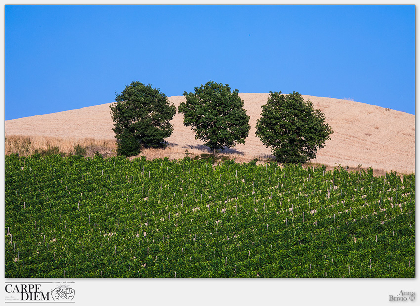 THREE TREES.jpg